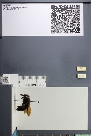 Media type: image;   Entomology 534802